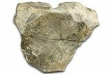 Fossil Hadrosaur Anterior Caudal Vertebra - Montana #325119-3